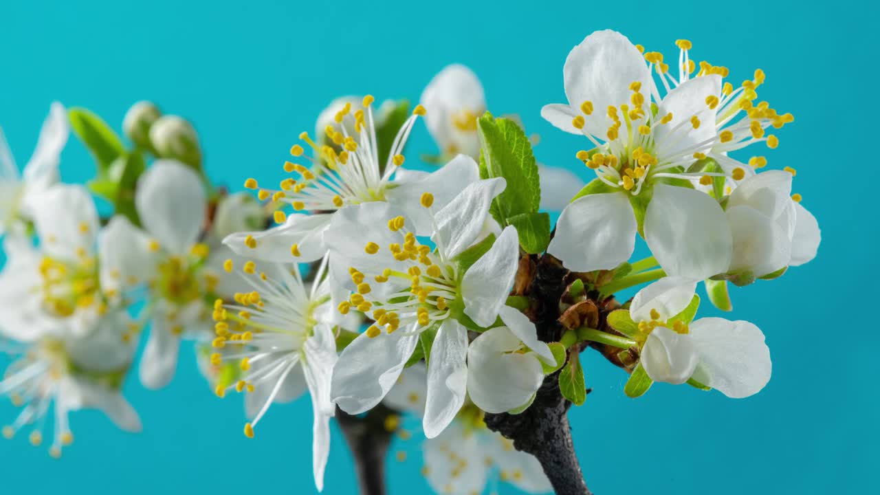 las flores de primavera. las flores de ciruela en una rama de ciruelas florecen sobre un fondo azul. video de lapso de tiempo 4k.