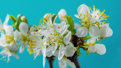 spring flowers. plum flowers on a plums branch blossom on a blue background. time lapse 4k video.