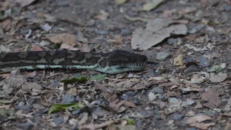 a python moving through leaf litter