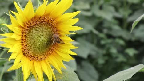 Fly,-Bee-Gathering-Pollen,-Pollination,-On-Yellow-Sun-Flower,-Macro-Shot