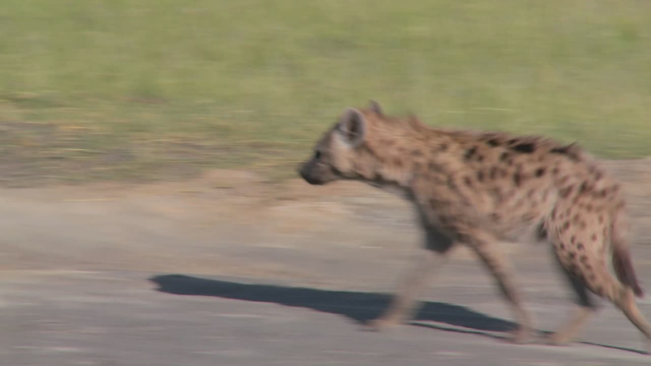 A hyena walks along a road in the savannah of Africa 1