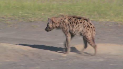 a hyena walks along a road in the savannah of africa 1