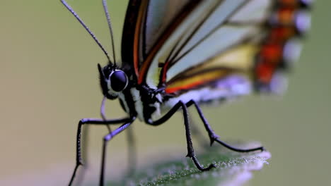 primer plano de una mariposa en una hoja