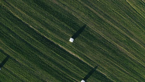 dried hay, turn haystack into a roll, and wraps it in a white package for long term storage. summer harvesting on agricultural fields on a sunny day.