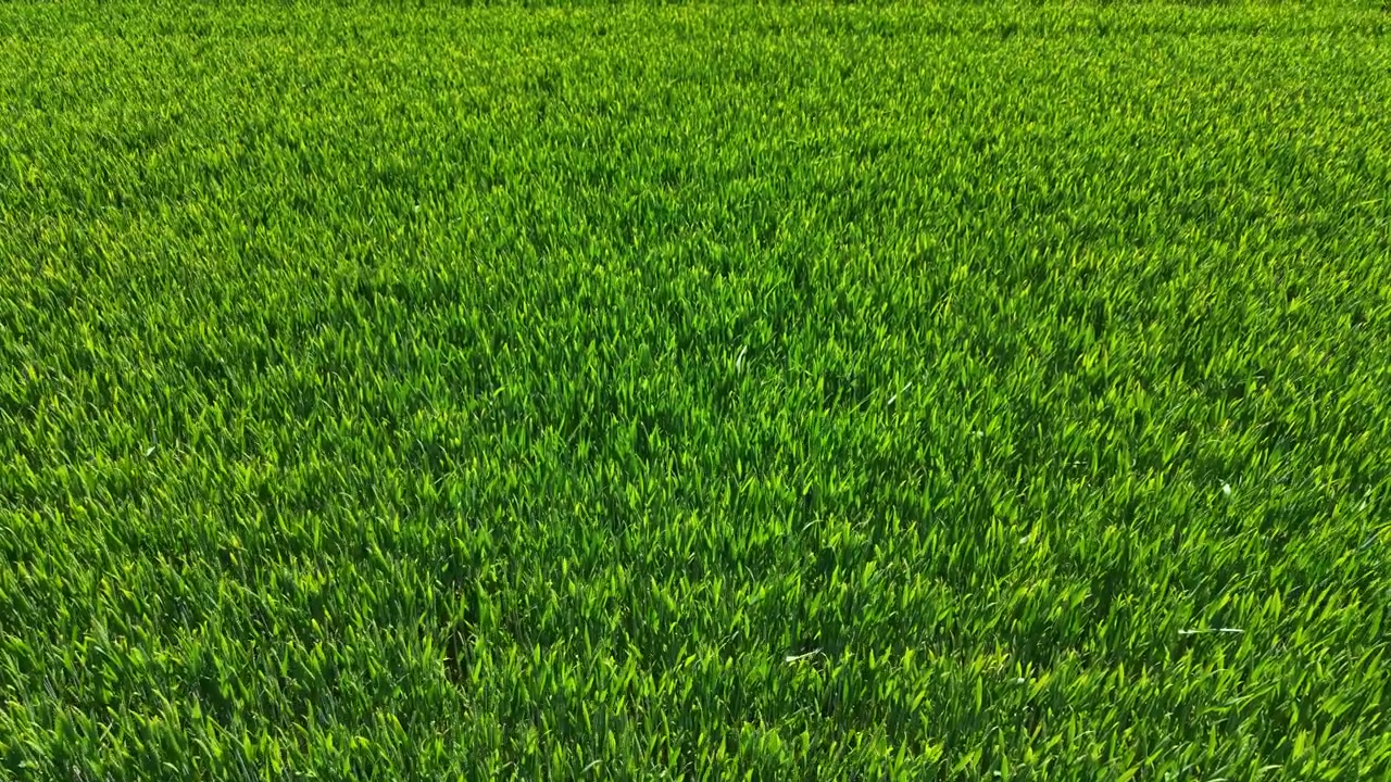 Campo di grano con piante di un verde brillante che crescono sotto un cielo sereno a mezzogiorno in un ambiente rurale