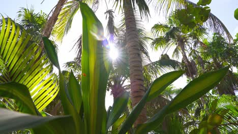 beautiful sun shine lens flare through tropical carribean palm trees and jungle plants.