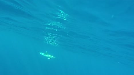 dolphin swimming alone in open water