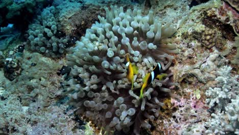 Amphiprion-bicinctus-fish-near-sea-anemone