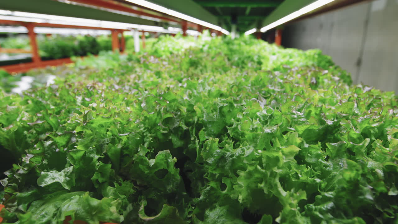 Seedlings Of Lettuce Growing In Vertical Farm