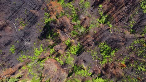 Overhead-View-Of-Charred-Remnants-Of-Forest-After-Wildfire-Near-Lebel-Sur-Quévillon,-Québec,-Canada