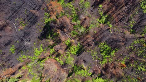 vista aérea de los restos carbonizados del bosque después de un incendio cerca de lebel-sur-quevillon, quebec, canadá