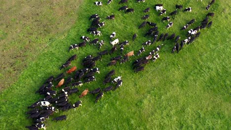 large herd of domestic cows walking on green grass field, cattle farm