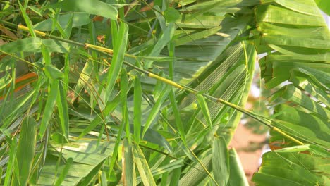 Vertical-footage---Tropical-green-waving-bamboo-tree-branch-blowing-in-wind-natural-relax-background-concept-with-sunlight,-abstract-and-bokeh