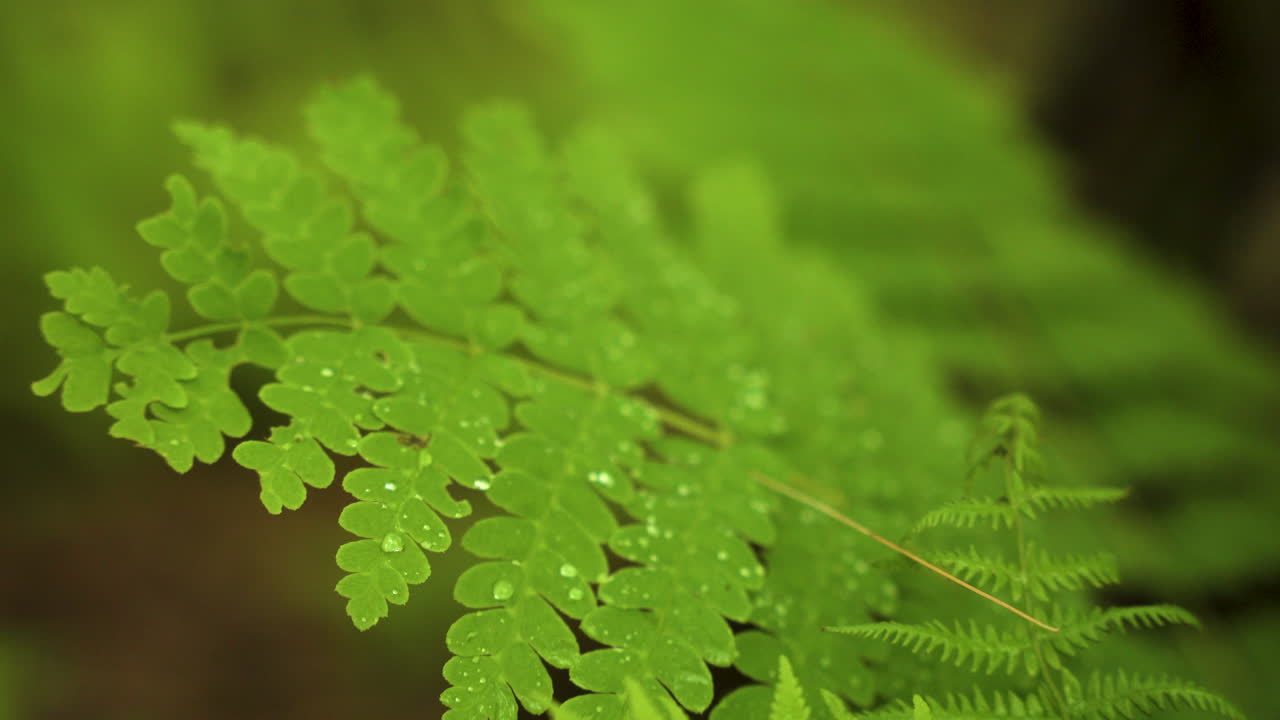 planta natural en un exuberante bosque verde y vibrante con gotas de lluvia y gotitas