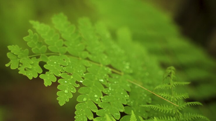 Natural plant in lush green vibrant forest with rain drops and droplets
