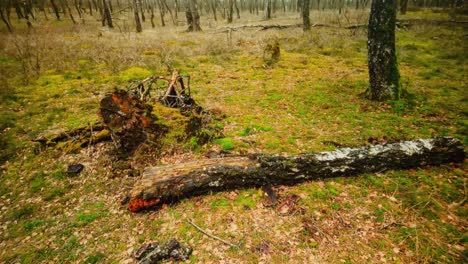 Verrottende-Baumstämme-In-Einer-Winterlichen-Und-Toten-Landschaft-Von-Totale-Bis-Nahaufnahme