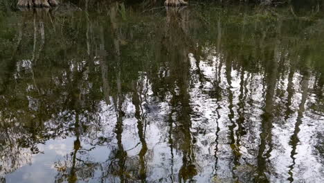 Caimán-Sentado-En-Agua-Ondulante-Con-Reflejos-De-árboles