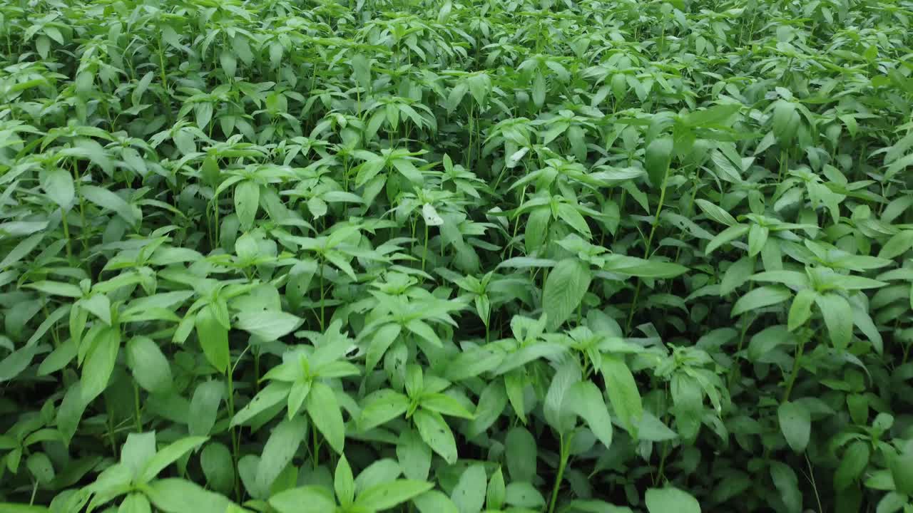 fotografía de un avión no tripulado del campo agrícola de arroz y yute de un pueblo remoto de bengala occidental