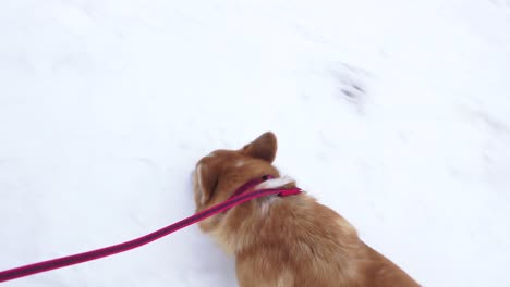 a corgi dog walks outside in winter