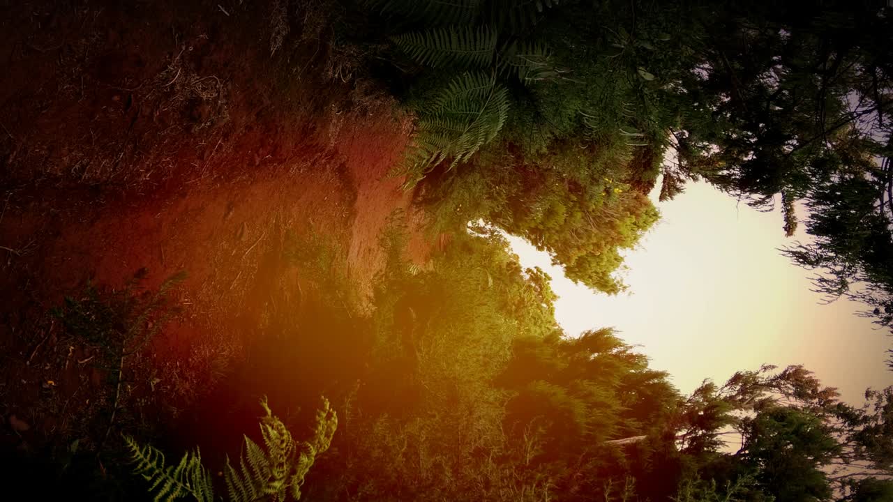 나선형 만화경 롤 효과 2000만년 된 라우리실바 마데이라 숲 마카로네시아 유네스코 세계문화유산