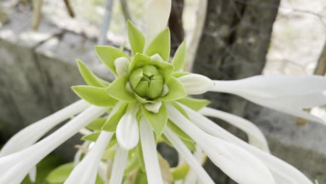 Shot-Of-White-Petal-Flower-With-Insects-And-Old-Rusty-Backyard-Fence