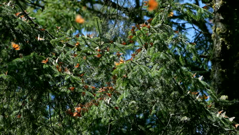 miles de mariposas monarca cubren los árboles de valle de bravo durante la migración anual de canadá a méxico