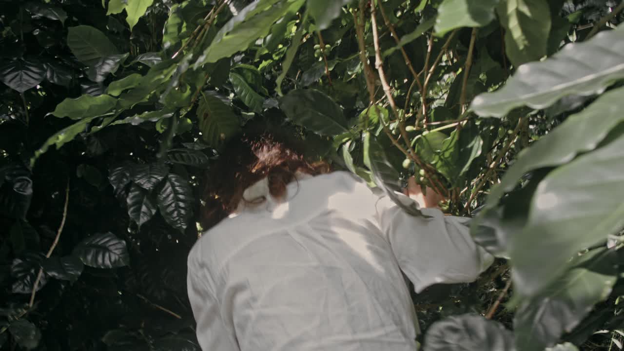 Woman exploring a coffee plantation