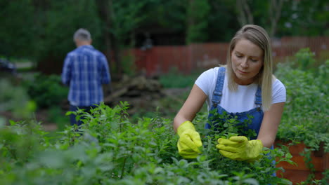 woman gardening in a backyard garden