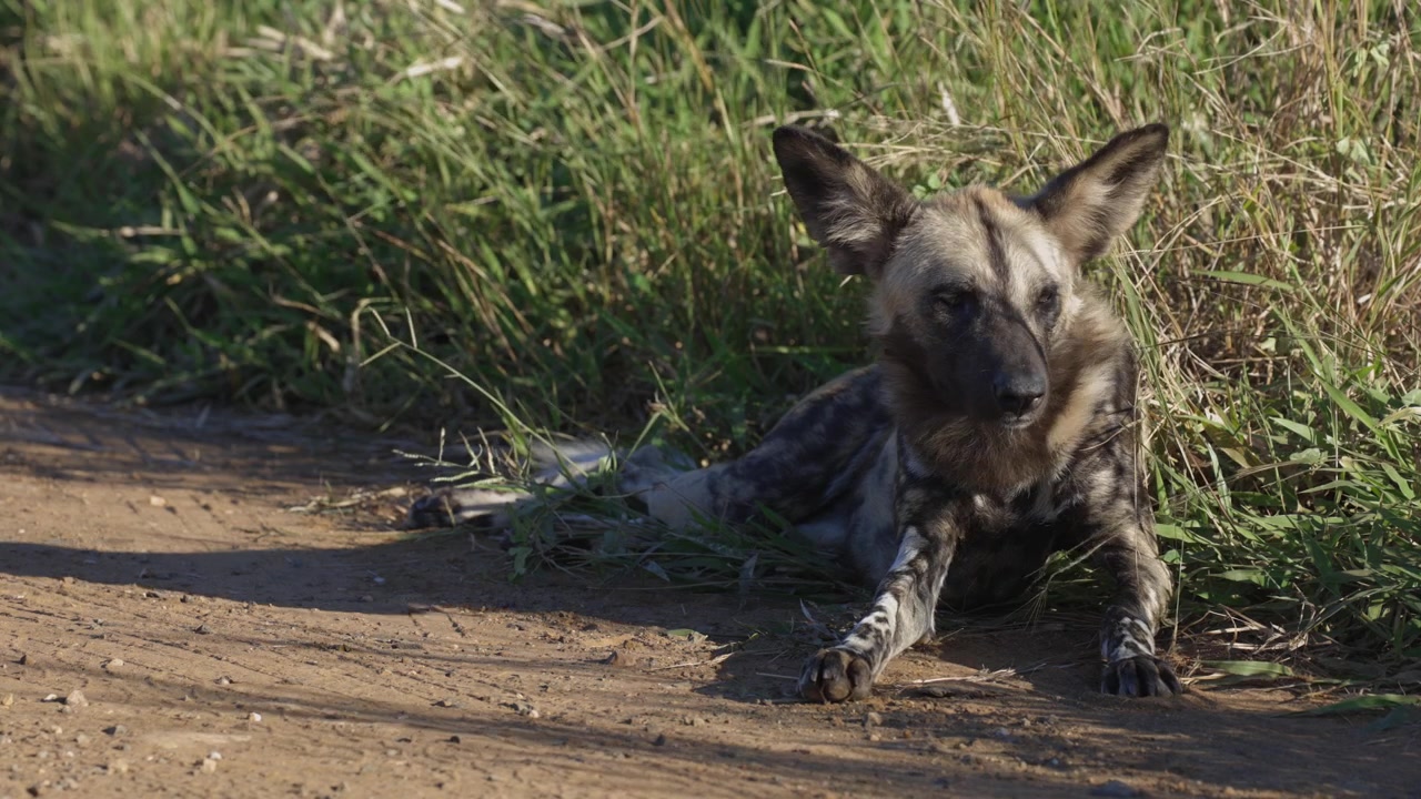 Close-up African wild dog naps in shade in grass beside dirt road