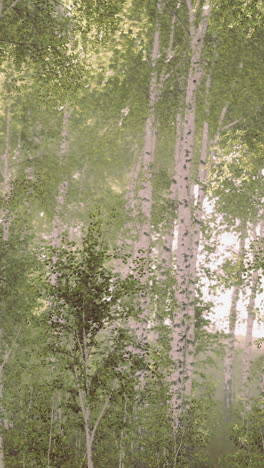 birch forest in summer sunlight