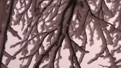 detail of frozen swaying tree branches landscape during a storm at sunset in winter