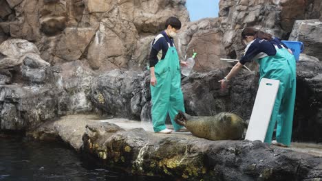 zookeepers hydrating seals on a sunny day