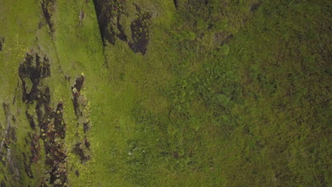 aéreo - montaña del bosque atlántico