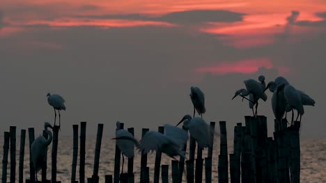 The-Great-Egret,-also-known-as-the-Common-Egret-or-the-Large-Egret