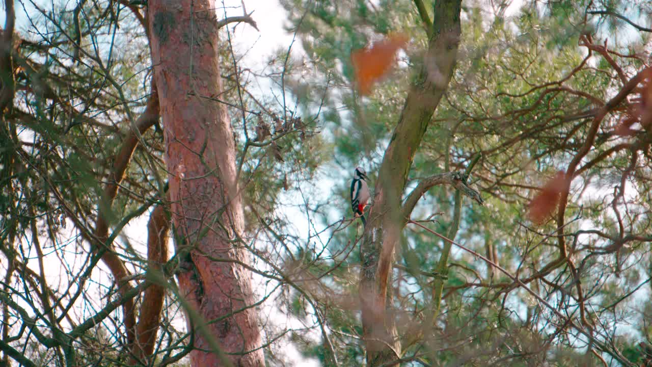 Beautiful forest woodpecker Dendrocopos medius on a tree looking for food