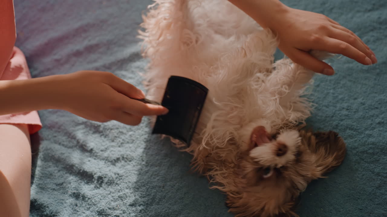 Relaxed Puppy Receiving Soothing Grooming Treatment, Dog Owner Gently Strokes Puppy During Calm Grooming Session, Playful Puppy Is Thoughtfully Brushed On Bed By Owner Using Slicker Brush
