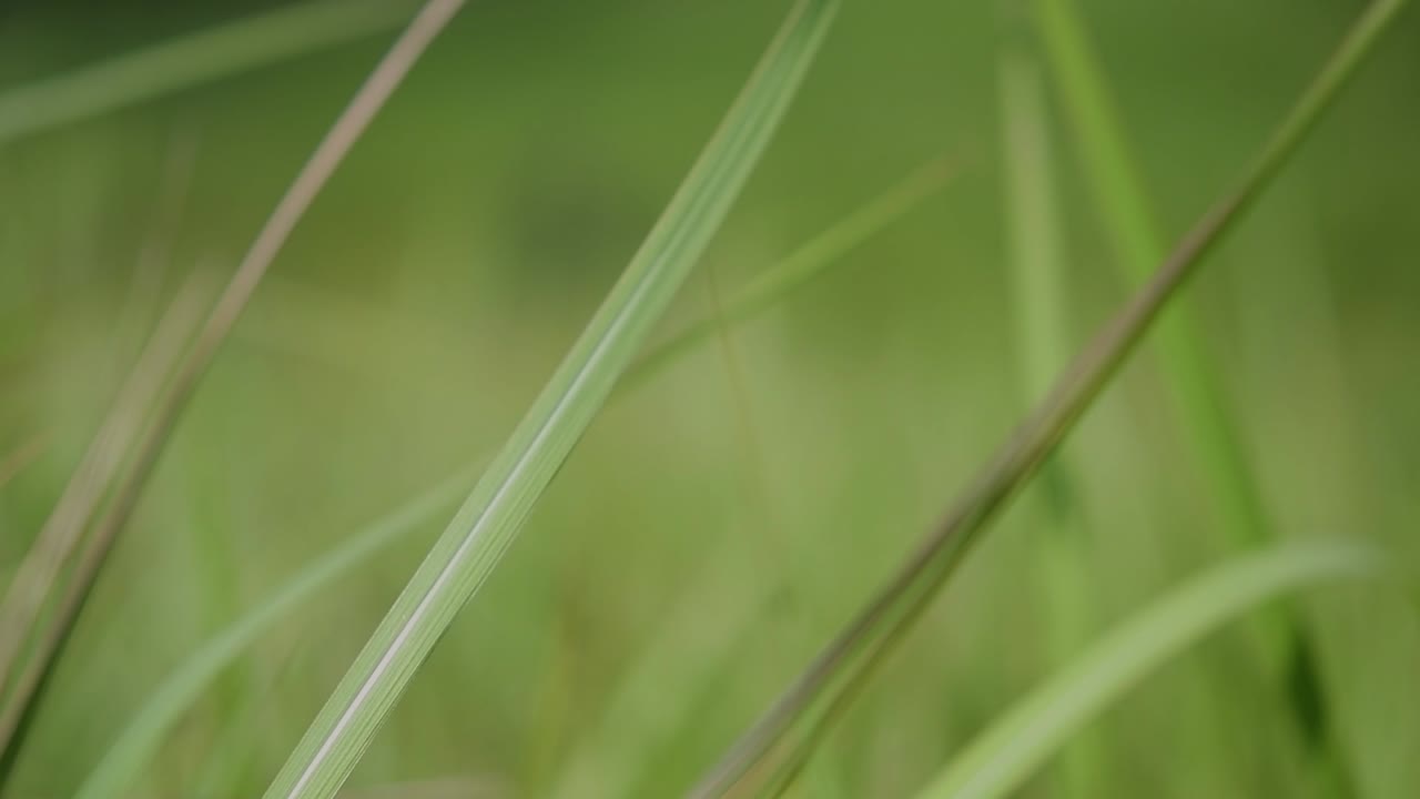 una hierba perenne originaria de asia tropical y subtropical y también introducida en varios países