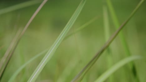 Una-Hierba-Perenne-Originaria-De-Asia-Tropical-Y-Subtropical-Y-También-Introducida-En-Varios-Países