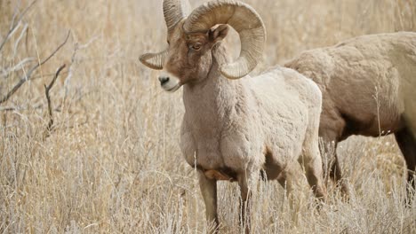 Bighorn-sheep-grazing-in-dry-grass-at-Garden-of-the-Gods,-sunny-day