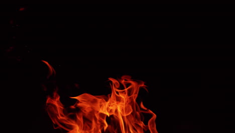 flames of campfire stretch into the air. beautiful view of bonfire isolated at black background. close up.
