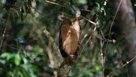 camera zooms out while this owl looks down and then stares to the camera with those bright yellow eyes, buffy fish owl ketupa ketupu, thailand