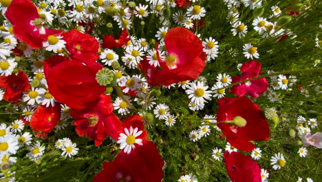 poppy flower and camomile flowers top view in a summer meadow