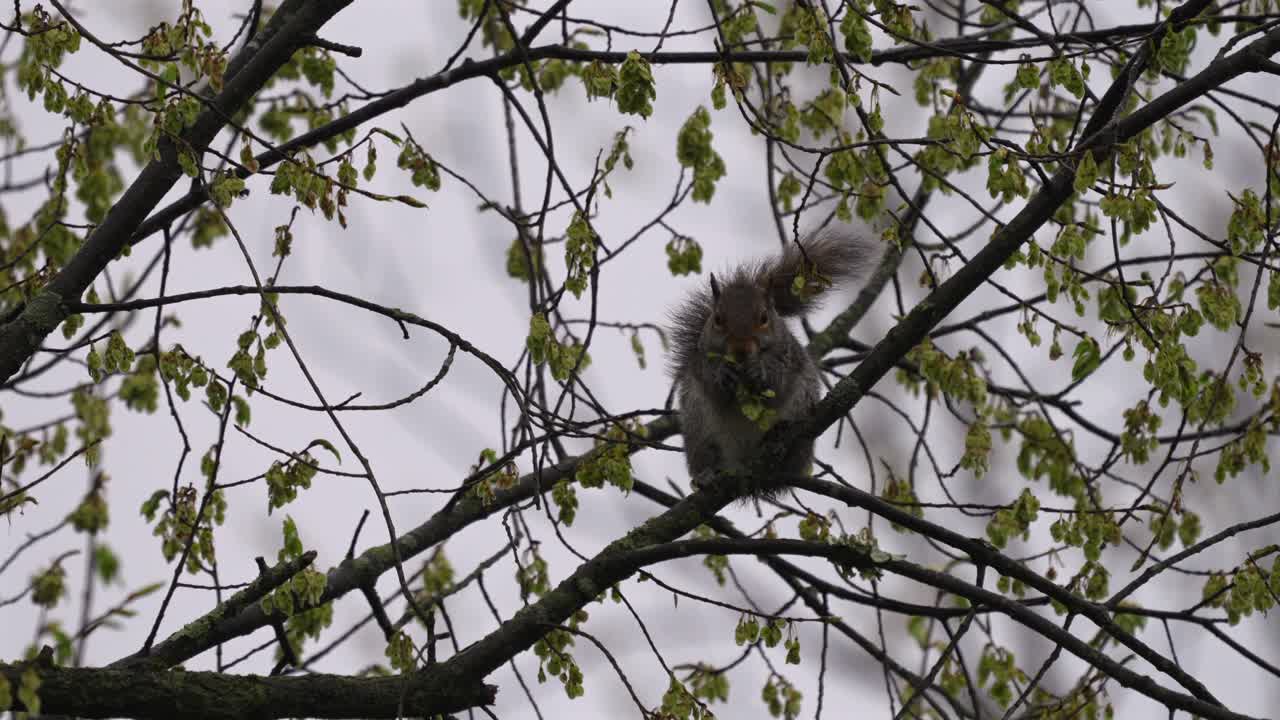 A squirrel perched on a tree branch eating the seedpods.