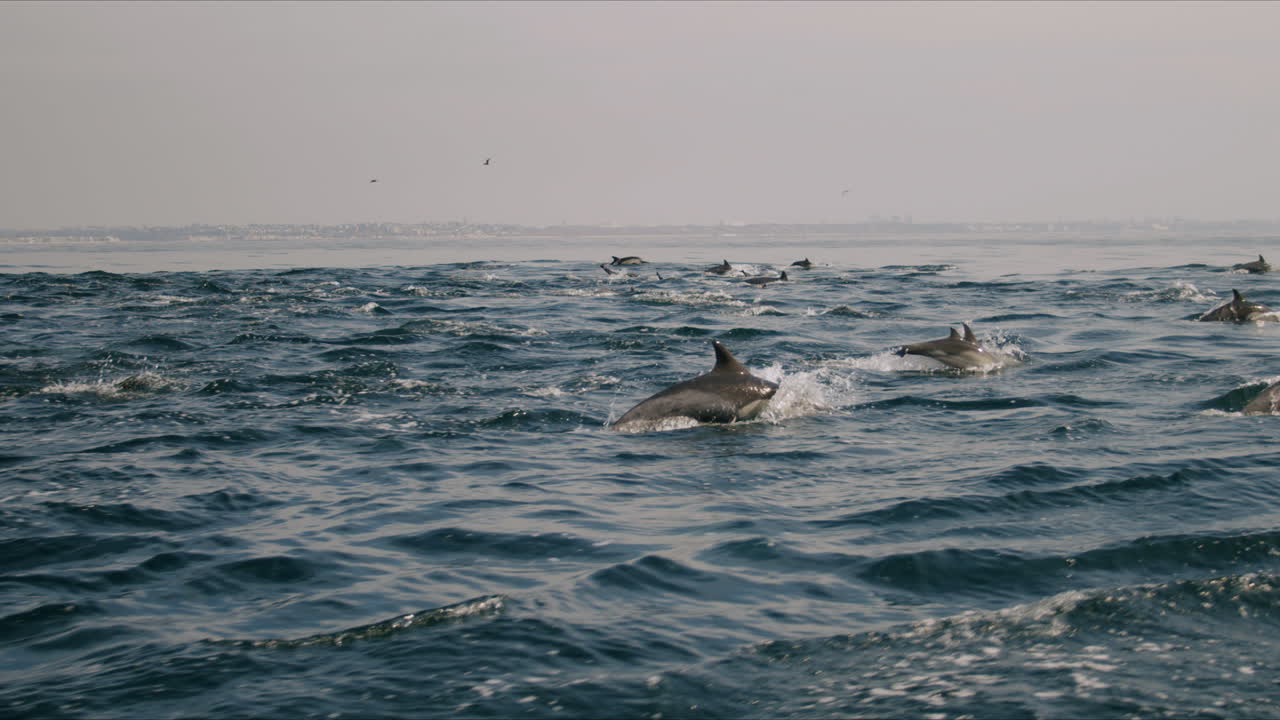 A large pod of dolphins swimming in the ocean