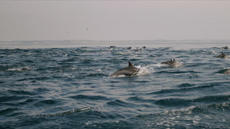a large pod of dolphins swimming in the ocean