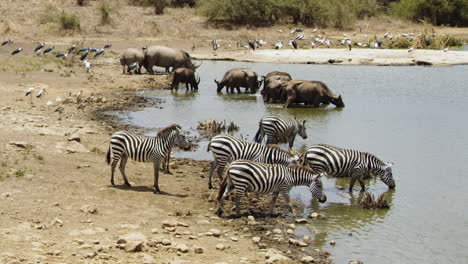 Dazzle-or-herd-of-zebra-drinking-and-playing-at-waterhole-in-Africa