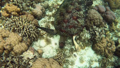 A-green-sea-turtle-finds-something-to-eat-on-the-coral-reef-floor