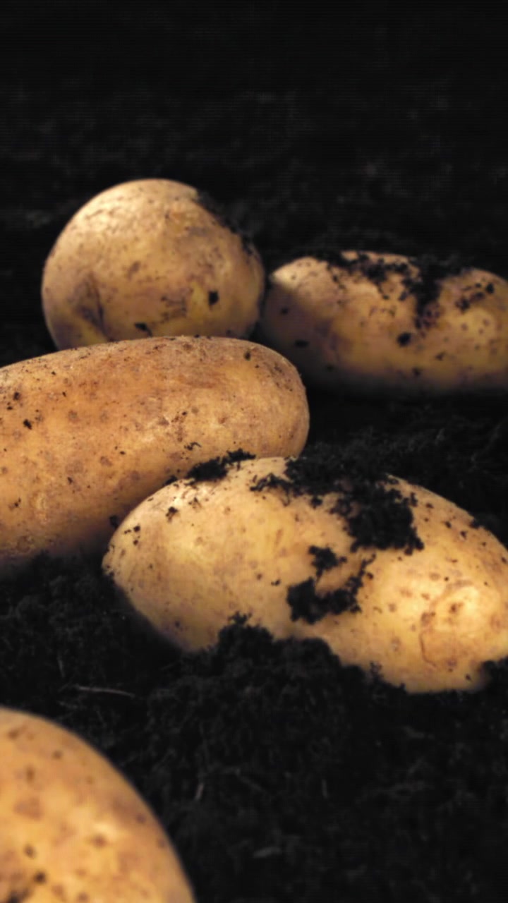 Patate fresche che emergono dal terreno scuro