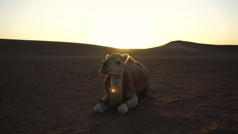 camello dromedario tumbado en las dunas de arena del desierto del sahara en marruecos durante la puesta de sol