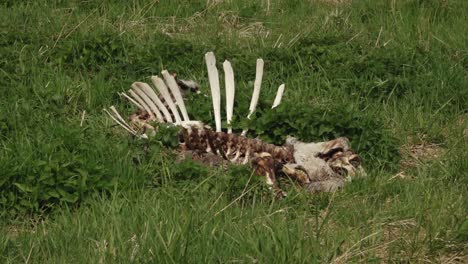 forest cattle bones